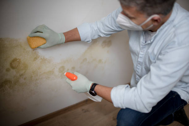 Best Residential Mold Removal  in USA